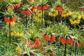 Crown imperial blume samen for anpflanzung - perfect for borders, heirloom & gmo free samen for home garten
 
 sale samen for home garten