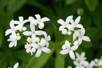 Galium Blumensamen zur Aussaat – sonnenliebend – Traditionssorte & ohne Gentechnik Samen Hausgarten