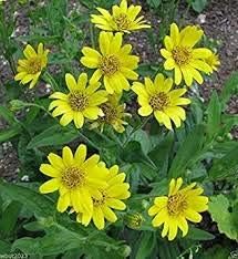 Gelb meadow arnica blume samen for anpflanzung - drought tolerant, heirloom & gmo free samen for home garten
 
 sale samen for home garten