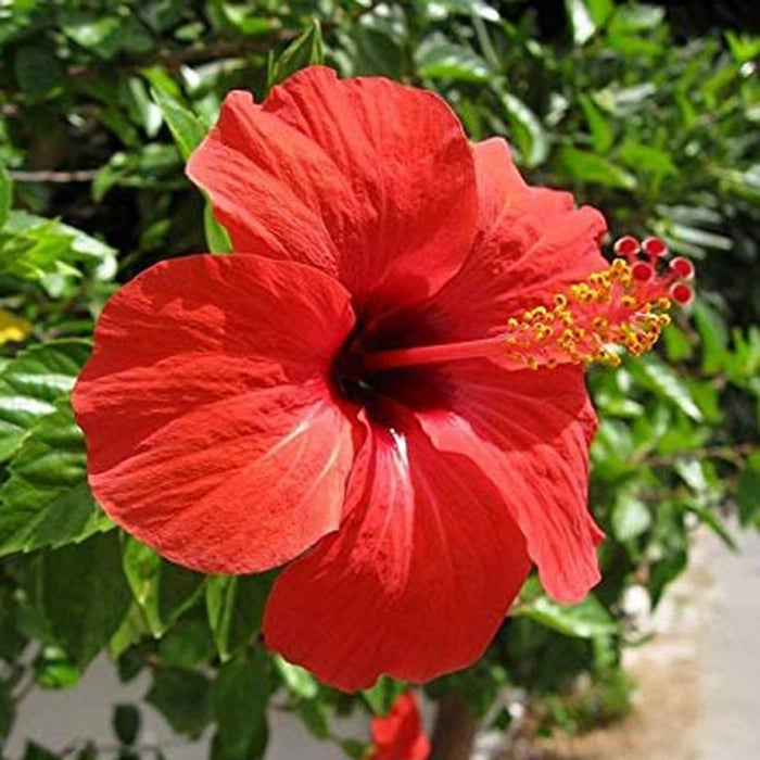 Bordeaux Hibiskus Blumensamen zur Aussaat farbenfroh Schau Traditionssorte & ohne Gentechnik Samen Hausgarten