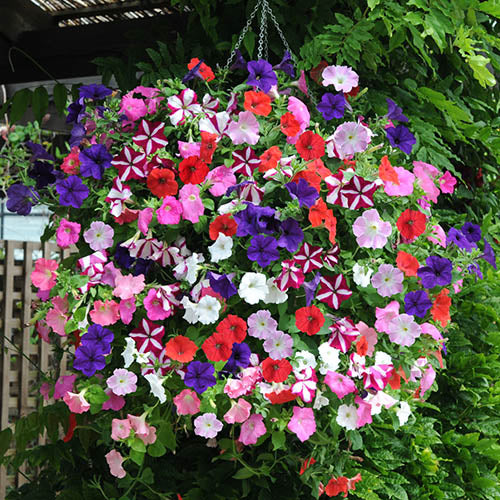 Hanging petunia blume samen for anpflanzung mixed