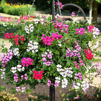 Gemischt Pelargonium Blumensamen zur Aussaat Anzucht Traditionssorte & ohne Gentechnik Samen Hausgarten