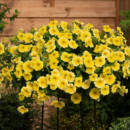 Gelb Calibrachoa Kabloom Blumensamen Aussaat
