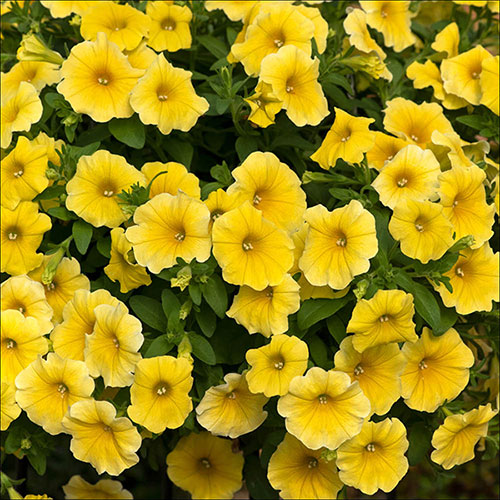 Gelb Calibrachoa Kabloom Blumensamen Aussaat
