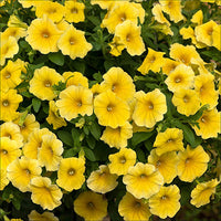 Gelb Calibrachoa Kabloom Blumensamen Aussaat