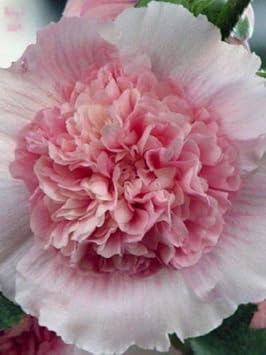 Rosa weiß hollyhock blume samen for anpflanzung - garten favorite, heirloom & gmo free samen for home garten
 
 sale for anpflanzung in home garten