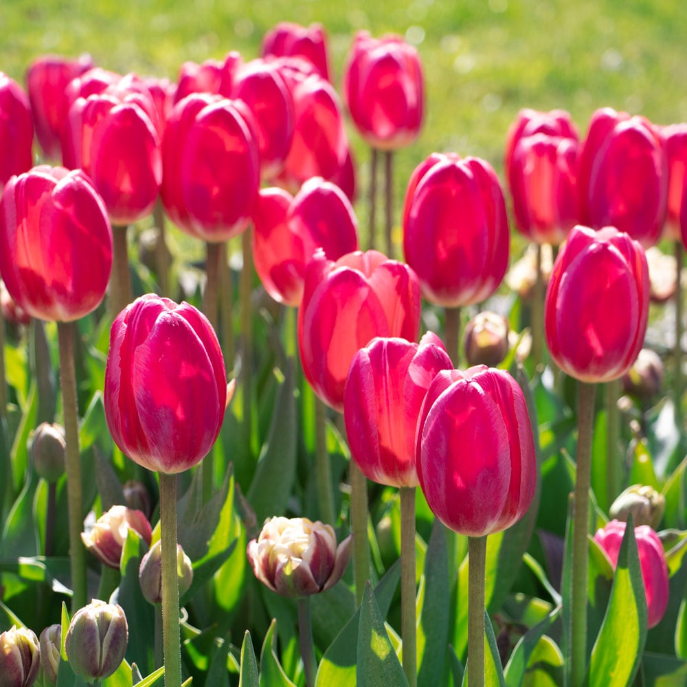 Rosa Odorous Tulpe Blumensamen zur Aussaat – lang Blüte Saison – Traditionssorte & ohne Gentechnik Samen Hausgarten