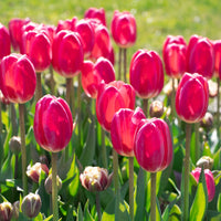 Rosa Odorous Tulpe Blumensamen zur Aussaat – lang Blüte Saison – Traditionssorte & ohne Gentechnik Samen Hausgarten