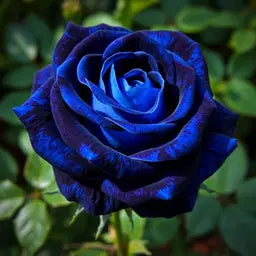 Blau Midnight Rose Samen zur Aussaat