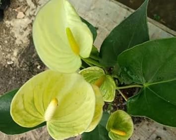 Light (light gelb) samen for anpflanzung in home garten