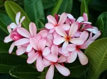 Light rosa frangipani blume samen for anpflanzung - cut blume favorite, heirloom & gmo free samen for home garten
 
 sale samen for anpflanzung in home garten