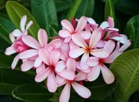 Light rosa frangipani blume samen for anpflanzung - cut blume favorite, heirloom & gmo free samen for home garten
 
 sale samen for anpflanzung in home garten