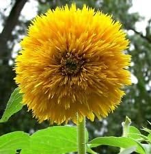 Gelb bear sunflower samen for anpflanzung - fragrant blossoms, heirloom & gmo free samen for home garten
 
 sale for anpflanzung in home garten.