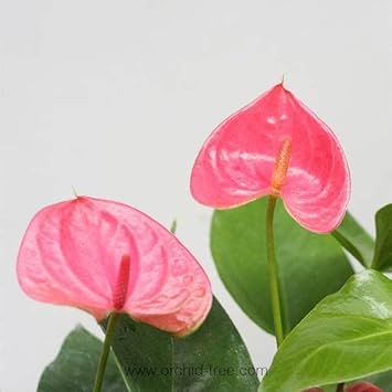 Anthurium blume samen for anpflanzung - wildflower mix, heirloom & gmo free samen for home garten
 
 sale for anpflanzung in home garten.