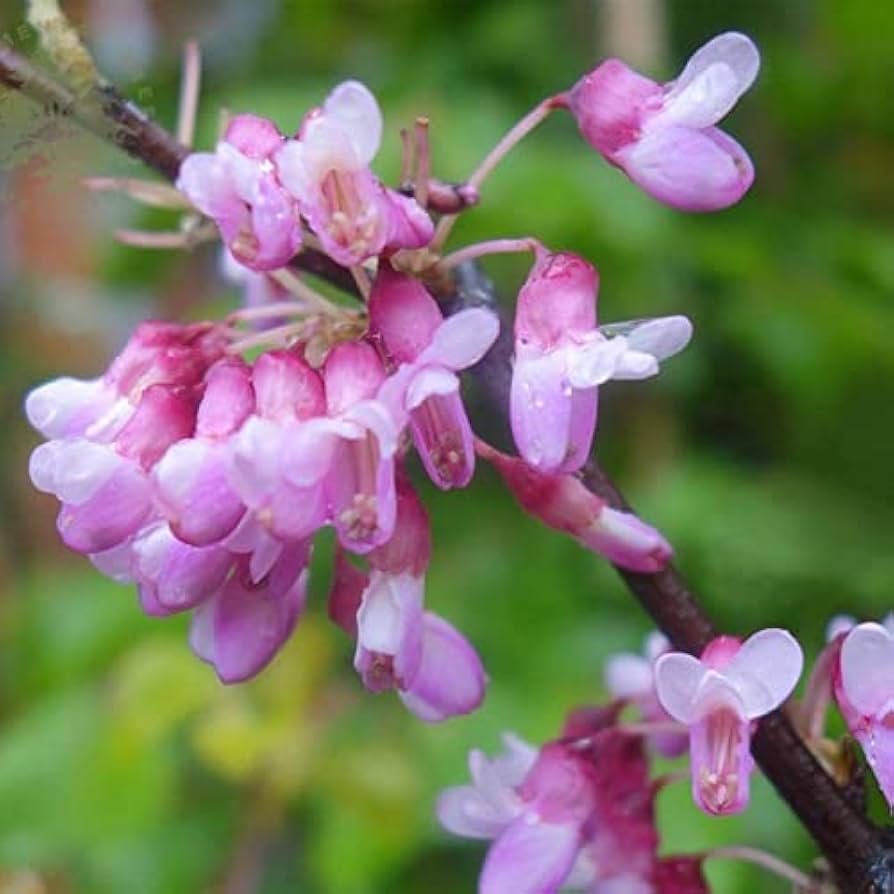 Eastern Judas Baum Samen (Cercis Canadensis) – robust Baum Rosa Blüten
