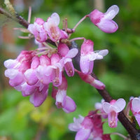 Eastern Judas Baum Samen (Cercis Canadensis) – robust Baum Rosa Blüten