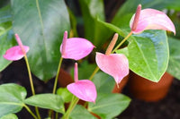 Pfirsichfarben Flamingoblume Blumensamen zur Aussaat Landhaus Garten wichtig Traditionssorte & ohne Gentechnik Samen Hausgarten
