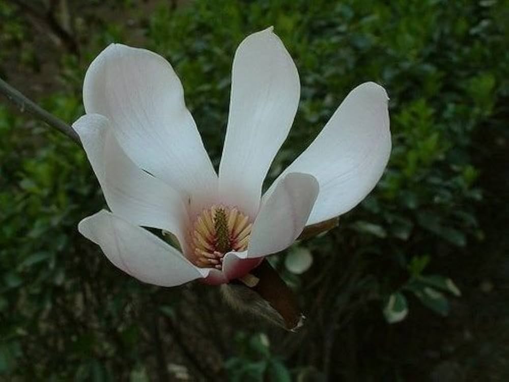 Magnolia Delavayi Chinese Evergreen Magnolia – duftend Blumen Samen