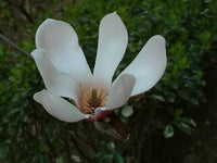 Magnolia Delavayi Chinese Evergreen Magnolia – duftend Blumen Samen