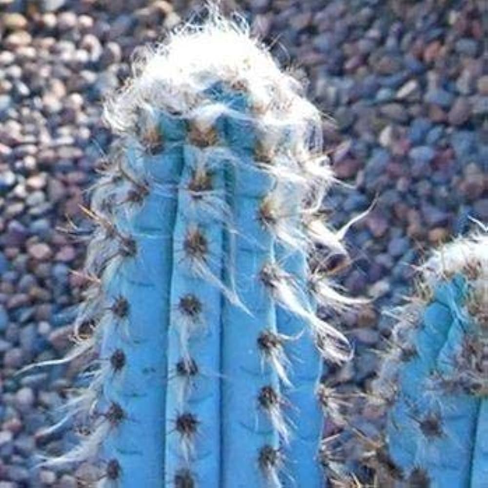 Blau Pilosocereus Blumensamen zur Aussaat – Garten beliebt – Traditionssorte & ohne Gentechnik Samen Hausgarten