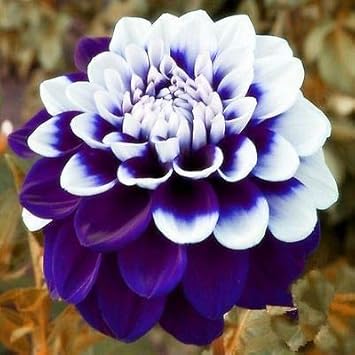 Rot weiß double petunia blume samen for anpflanzung heirloom nongmo vibrant garten blooms 
 
 sale for anpflanzung in home garten