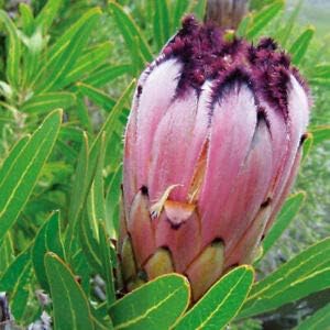 Mixed colour rose tree blume samen for anpflanzung colorful display heirloom & gmo free samen for home garten
 
 sale for anpflanzung in home garten