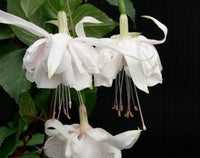 Weiß Fuchsie Hybrida Blumensamen zur Aussaat – Schnitt Blume beliebt Traditionssorte & ohne Gentechnik Samen Hausgarten