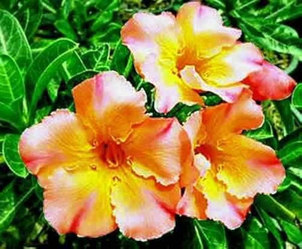 Orange Blossom Samen zur Aussaat Wüstenrose Obesum Blume pot für Innenräume Garten