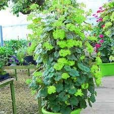 Grün climbing geranium blume samen for anpflanzung, heirloom non-gmo organic garten samen
 
 sale samen for home garten