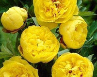 Gelb peony blume samen for anpflanzung - bright blooms, heirloom & gmo free samen for home garten
 
 sale samen for home garten