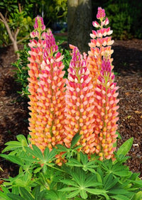 Orange Lupine Blumensamen zur Aussaat duftend Blüten Traditionssorte & ohne Gentechnik Samen Hausgarten