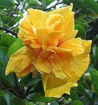 hell Gelb Hibiskus Blumensamen zur Aussaat Drought verträglich Traditionssorte & ohne Gentechnik Samen Hausgarten