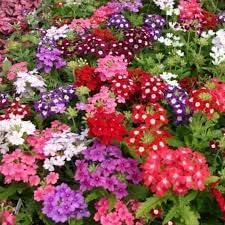 Verbena dwarf mix blume samen for anpflanzung - pollinator friendly, heirloom & gmo free samen for home garten
 
 sale samen for home garten