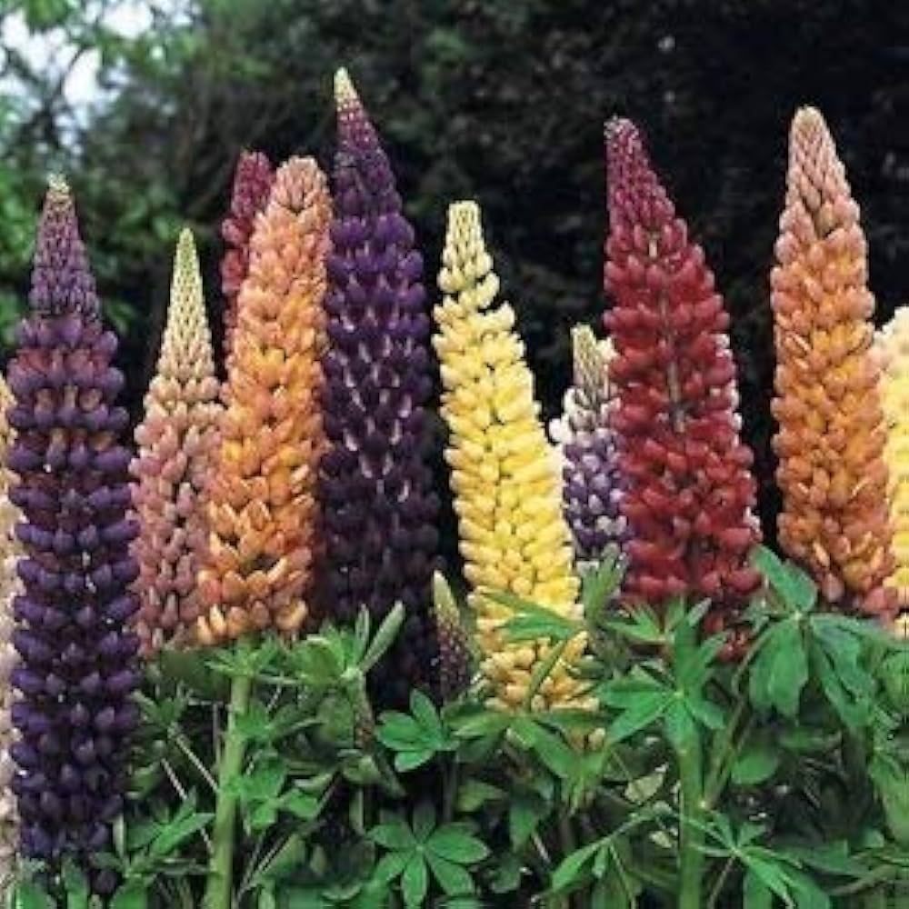 Lupine Samen zur Aussaat Lupinus Polyphyllus Wildblume Garten Blume Beet