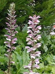 Breeches blume samen for anpflanzung - perfect for borders, heirloom & gmo free samen for home garten
 
 sale for anpflanzung in home garten