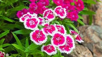 Rosa weiß dianthus blume samen for anpflanzung - hardy variety, heirloom & gmo free samen for home garten
 
 sale for anpflanzung in home garten.