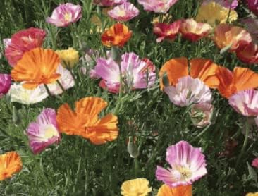 Ballerina Mischung Poppy Samen elegant – farbenfroh Poppy Blumen