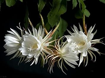 Weiß epiphyllum oxypetalum blume samen for anpflanzung - wildflower mix, heirloom & gmo free samen for home garten
 
 sale samen for anpflanzung in home garten