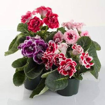 Gloxinia brokat samen for stunning blume blooms
