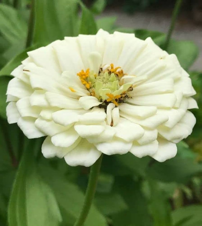 Zinnia belyy mishka zinnia elegans samen for anpflanzung in blume bed