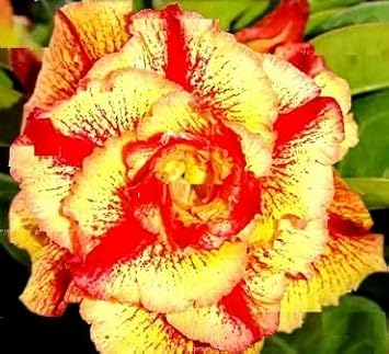 Maroon phalaenopsis orchid blume samen for anpflanzung premium quality heirloom & gmo free samen for home garten
 
 sale for anpflanzung in home garten