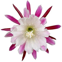 Weiß Violett Epiphyllum Blumensamen zur Aussaat ideal Rabatten Traditionssorte & ohne Gentechnik Samen Hausgarten