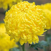 hell Gelb Chrysantheme Blumensamen zur Aussaat – Wildblume Mischung – Traditionssorte & ohne Gentechnik Samen Hausgarten
