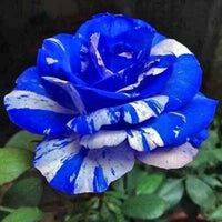 Weiß (weiß blau) samen for anpflanzung in home garten