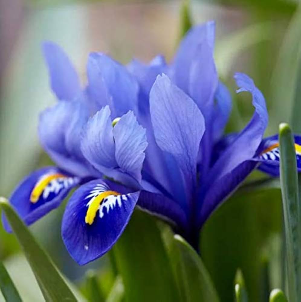 Blau Iris Samen zur Aussaat