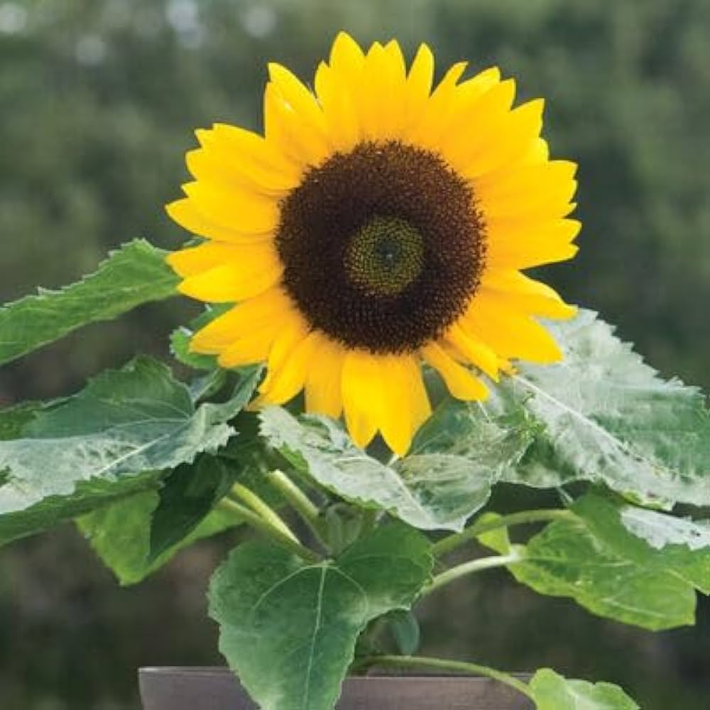 Miniature Sonnenblume Samen zur Aussaat Helianthus Annuus Hausgarten klein pots