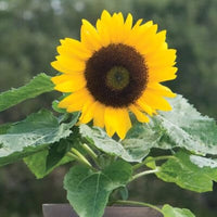 Miniature Sonnenblume Samen zur Aussaat Helianthus Annuus Hausgarten klein pots