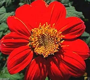 Rot mexican sunflower samen for bold rot blooms