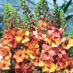 Mixed phoeniceum blume samen for anpflanzung - garten favorite, heirloom & gmo free samen for home garten
 
 sale for anpflanzung in home garten