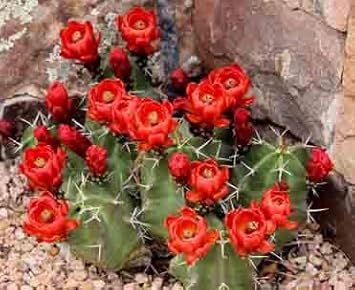 Claret cup hedgehog cacti blume samen for anpflanzung - cut blume favorite, heirloom & gmo free samen for home garten
 
 sale samen for home garten
